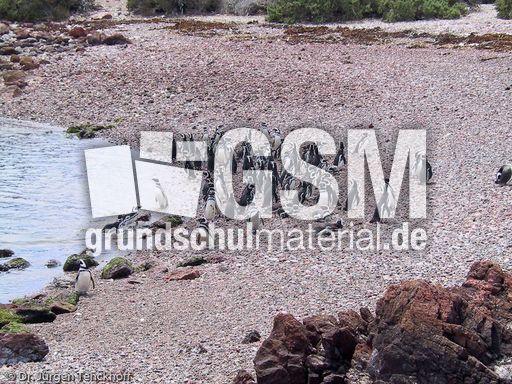 Magellanpinguin (06 von 32).jpg